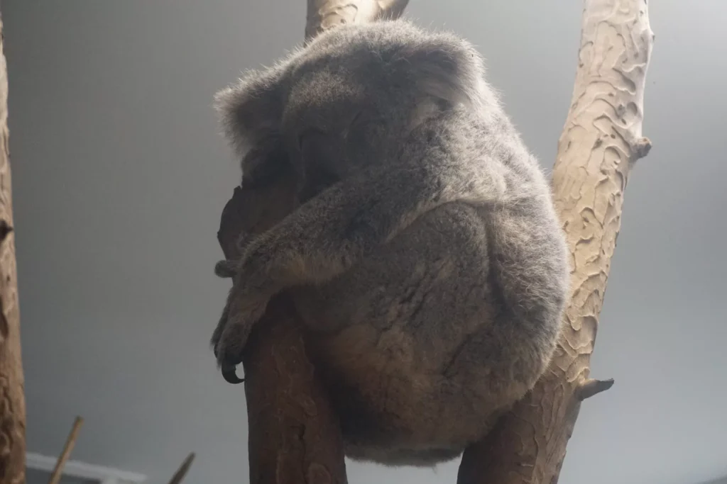 Uratowany Koala w pożarach