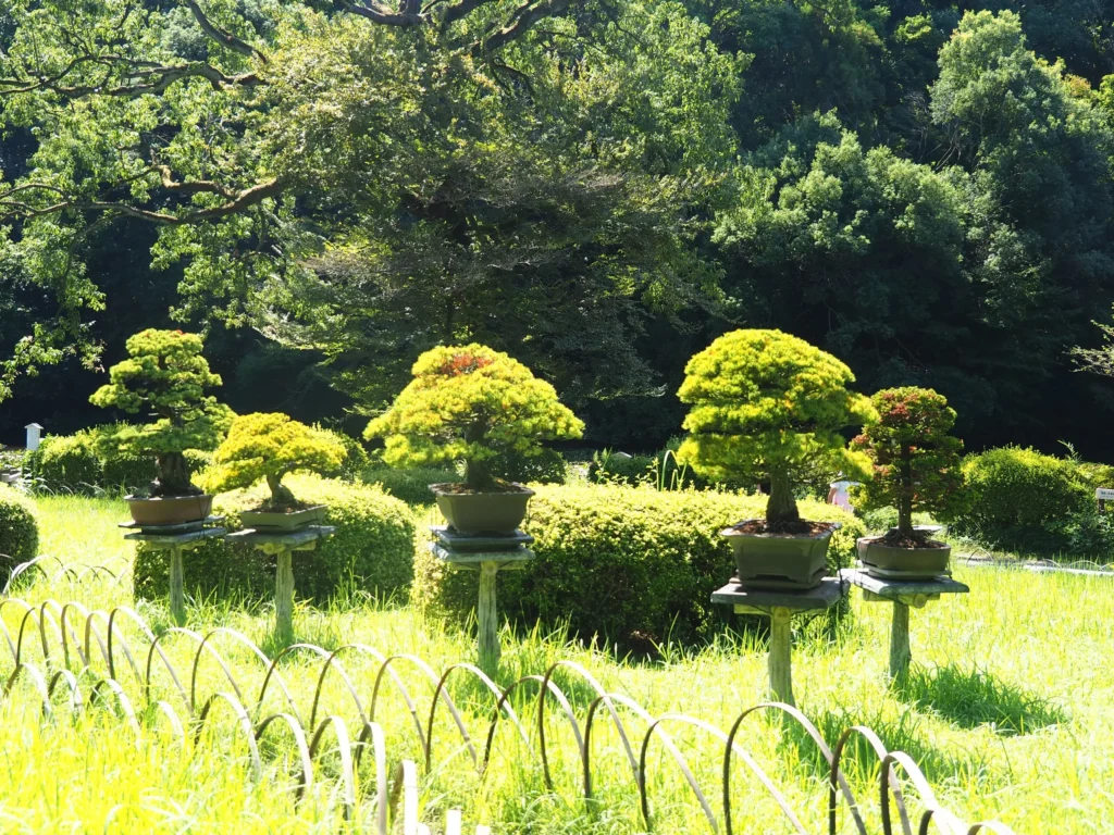 Tradycyjne drzewka bonsai w Japonii podczas Fuji-wędrówki szlakiem shogunów