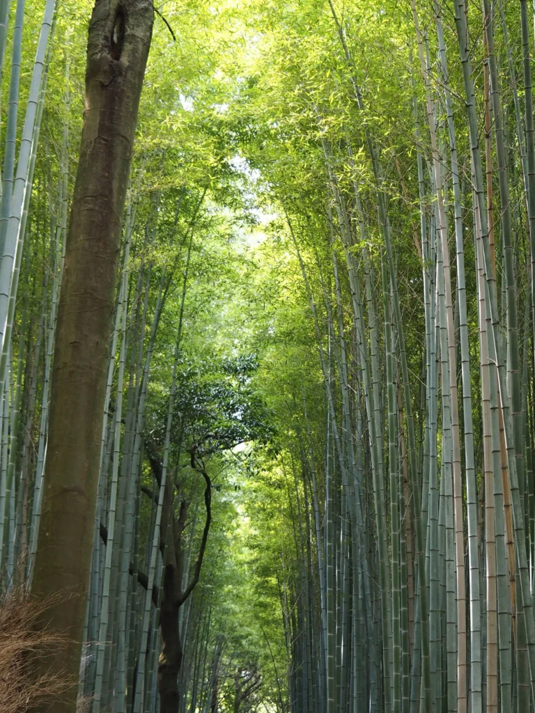 Spacer w magicznym lesie bambusowym w Arashiyamie, Fuji-wędrówka szlakiem shogunów